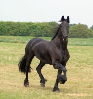 Horse in the Netherland